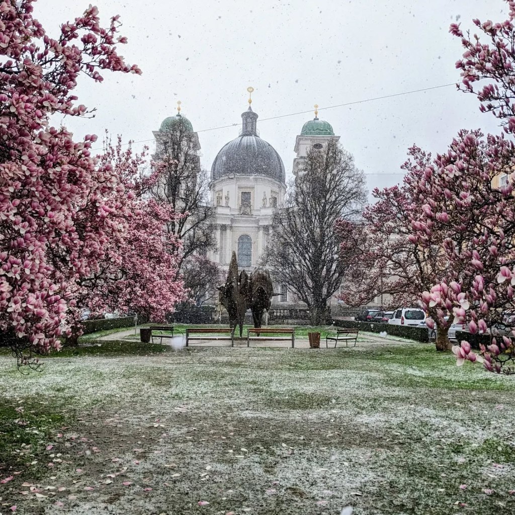 A scenic view of a park in winter, featuring blooming pink magnolia trees and a snow-covered ground, with a grand domed building visible in the background.