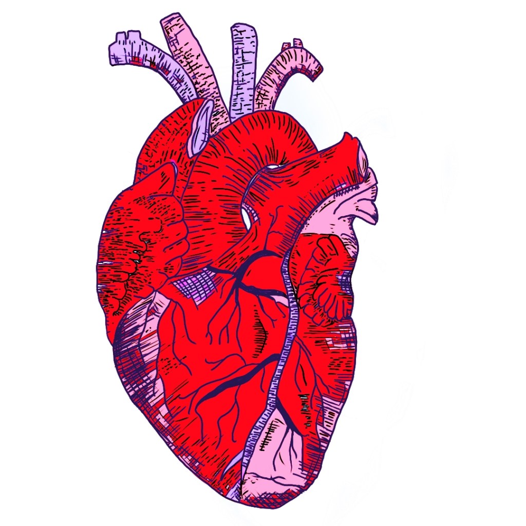 An illustration of a detailed, anatomical human heart in vibrant red and pink hues.
