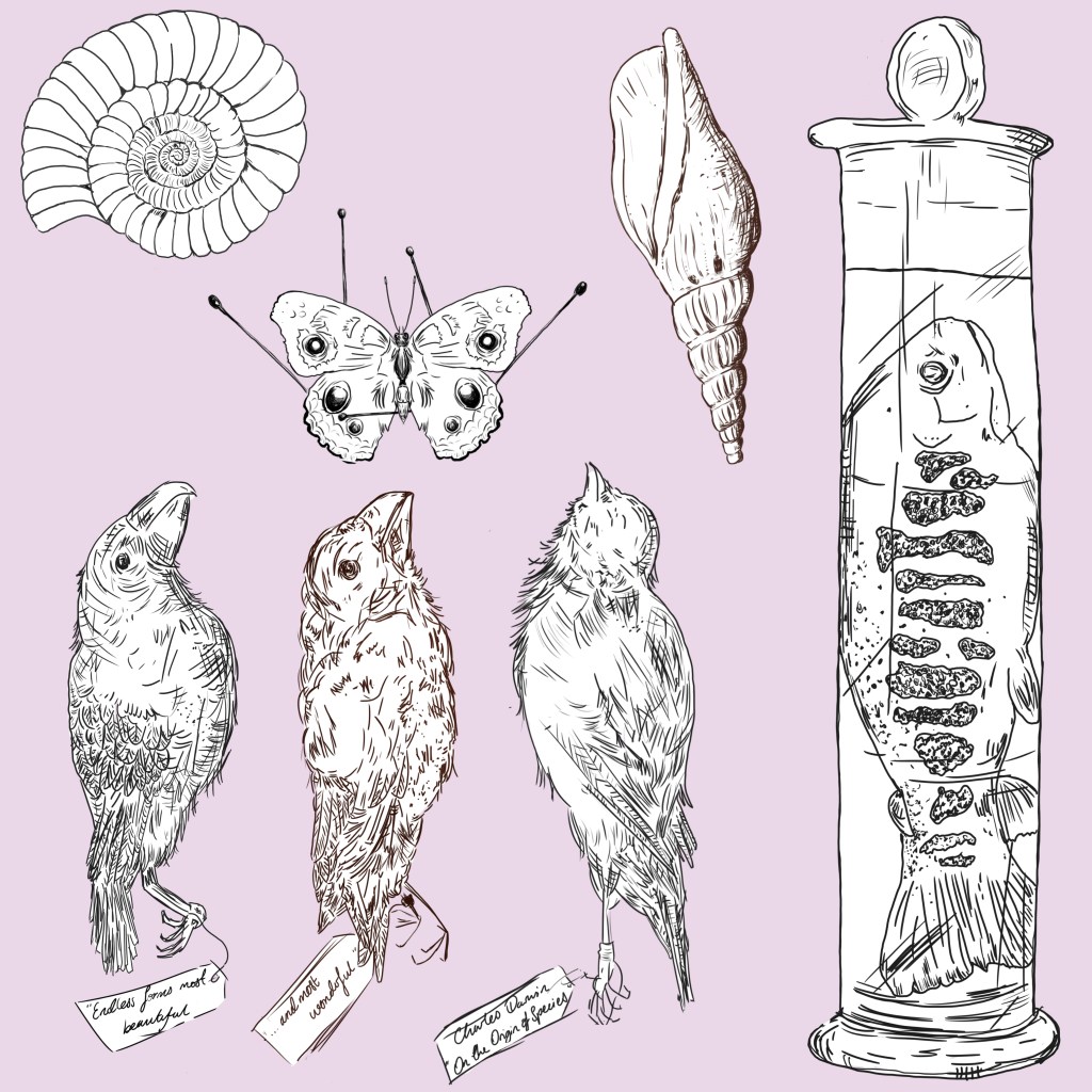 Line drawings of various natural history specimins including an ammonite, a pinned butterfly, a conch shell, a fish in a jar and several finches, against a pink background.