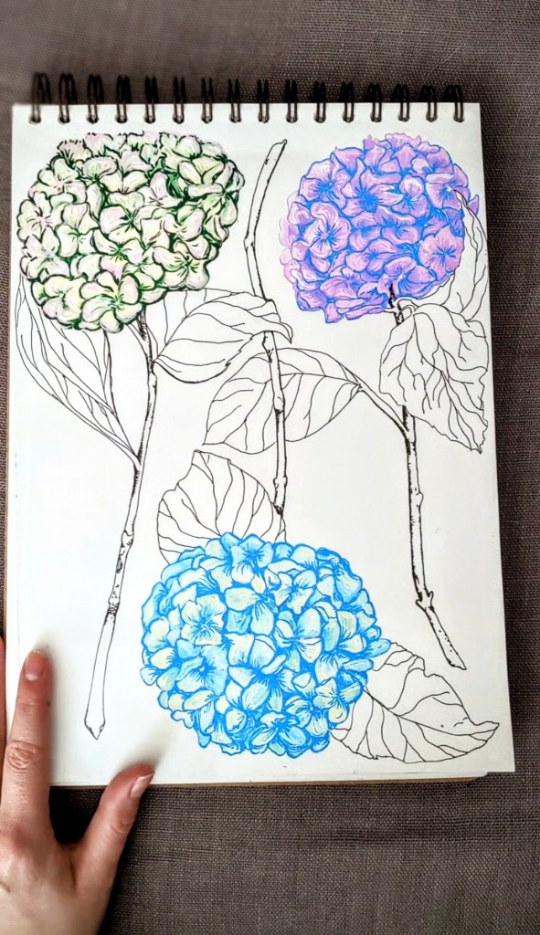 A hand holding a sketchbook featuring a detailed drawing of three hydrangea flowers in blue, purple, and green, surrounded by leaves.